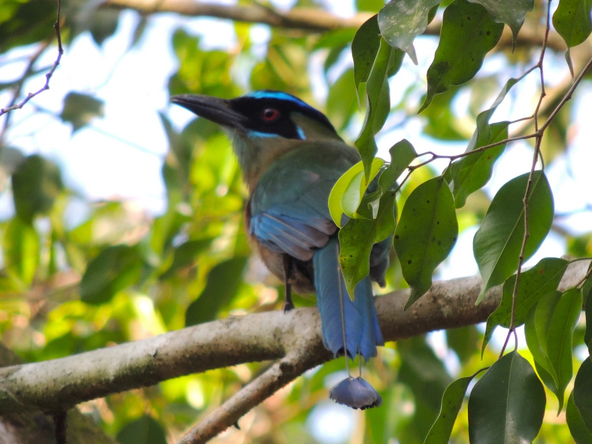 Lesson's Motmot - ML636703293