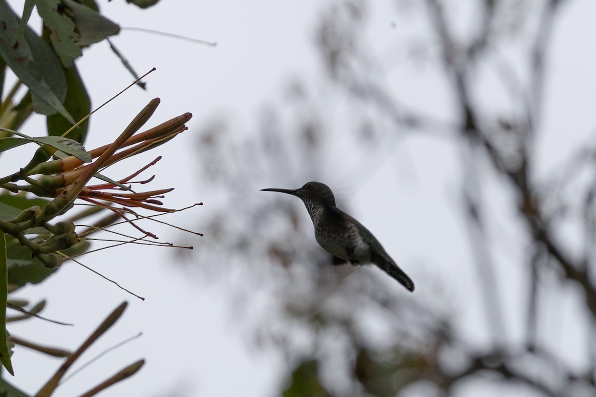 hummingbird sp. - ML636703322