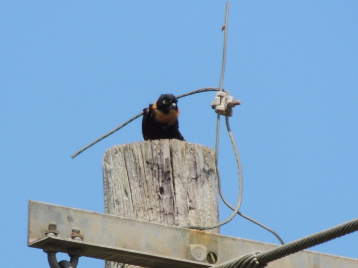 Bat Falcon - ML636703354