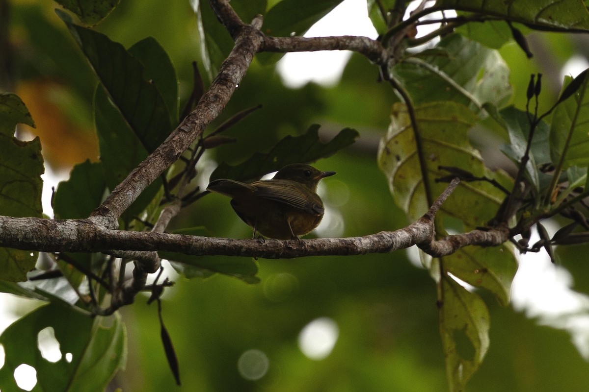 Ochre-bellied Flycatcher - ML636703362