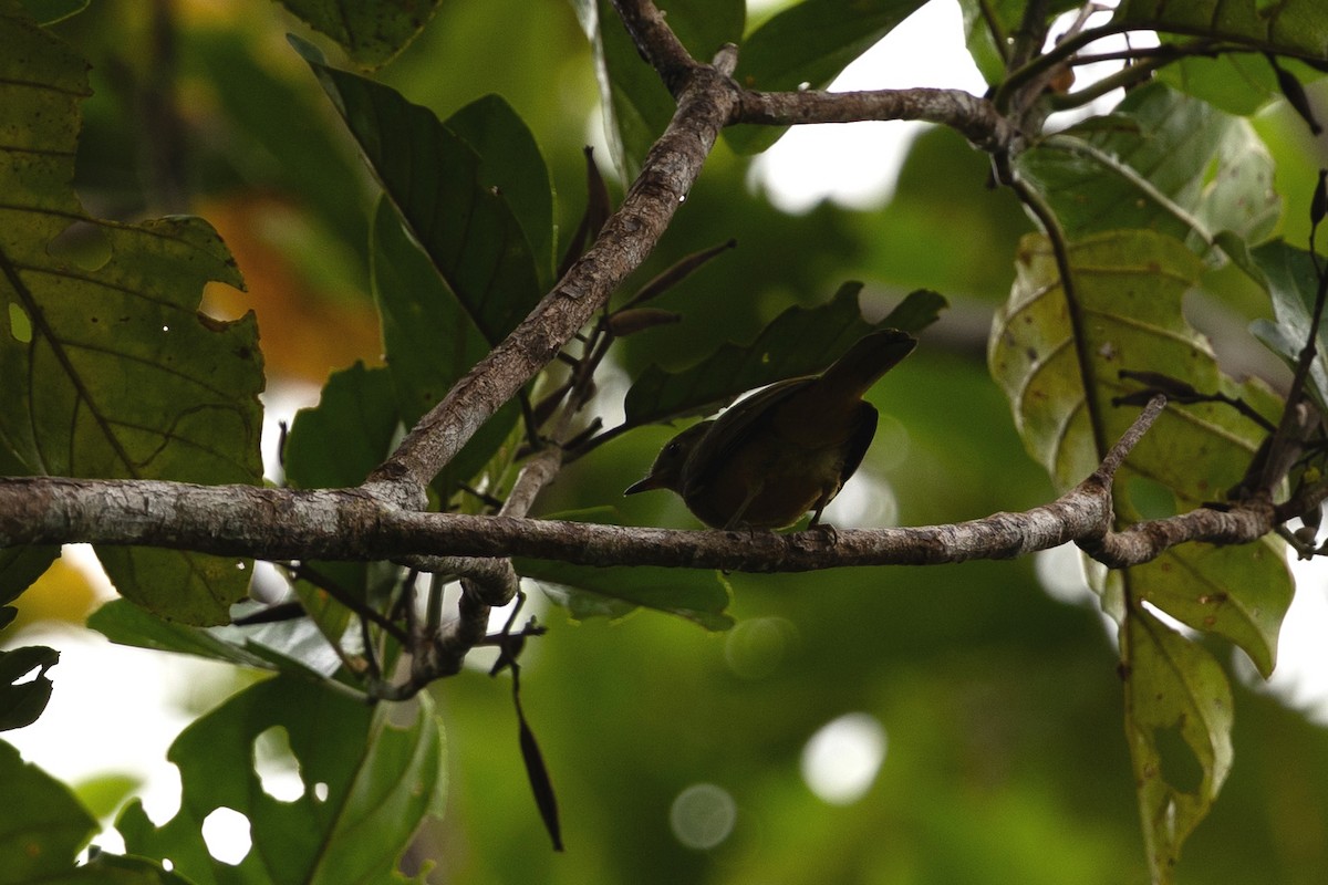 Ochre-bellied Flycatcher - ML636703364