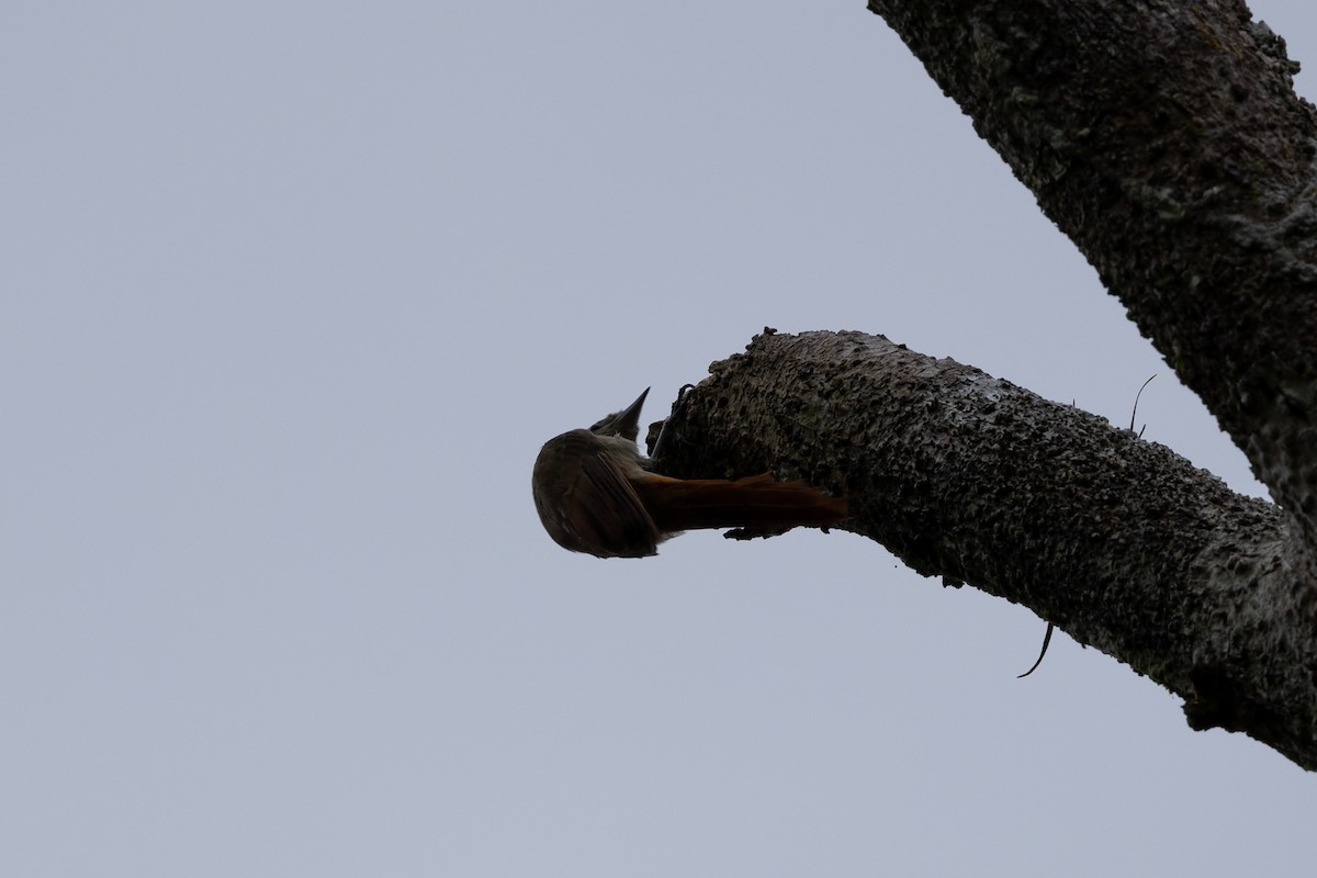 Olivaceous Woodcreeper (Amazonian) - ML636703383