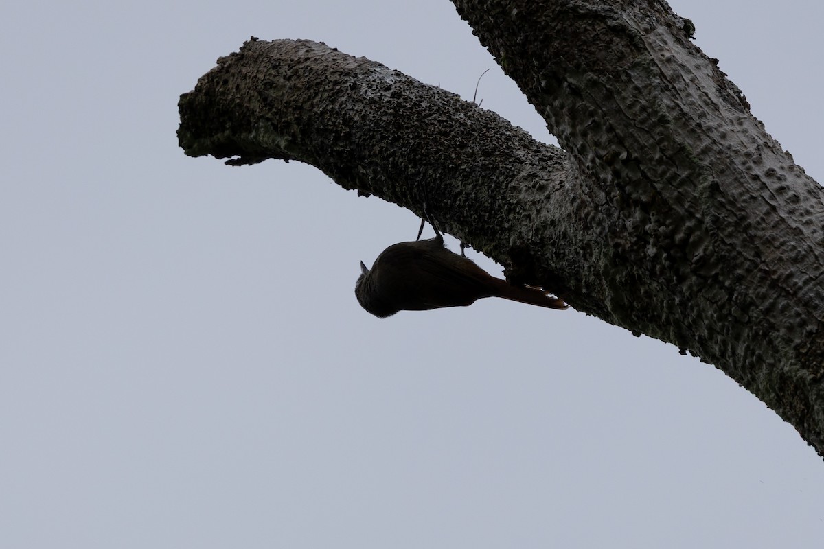 Olivaceous Woodcreeper (Amazonian) - ML636703386