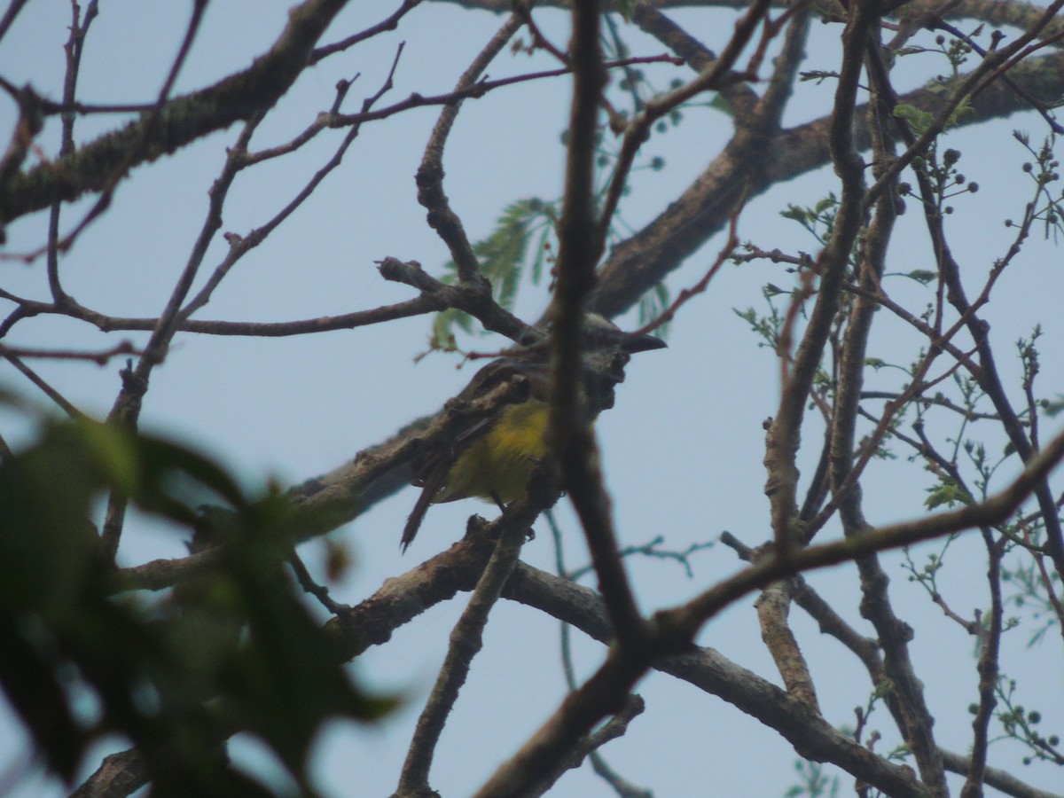 Boat-billed Flycatcher - ML636703388