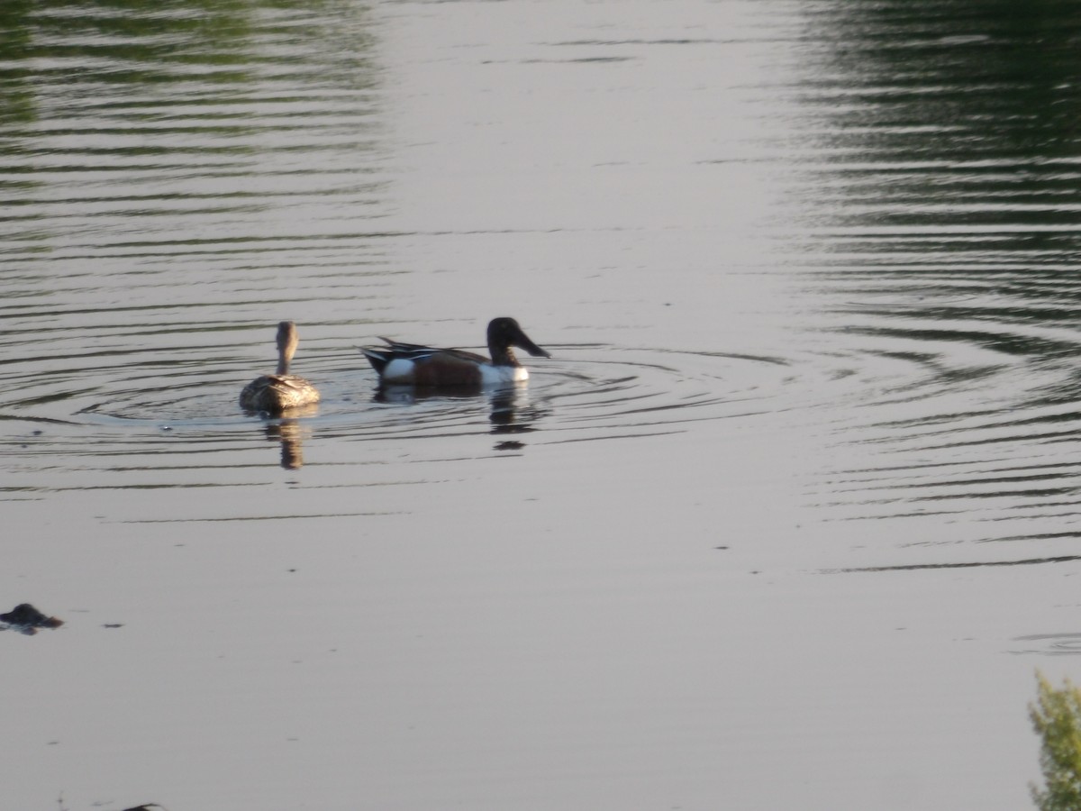 Northern Shoveler - Josh Emms