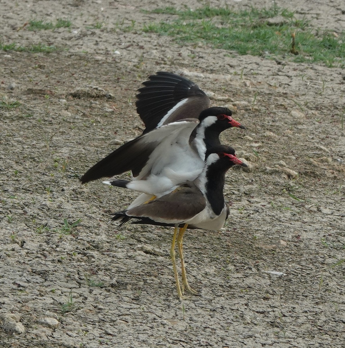 Red-wattled Lapwing - Chandan Dalawat