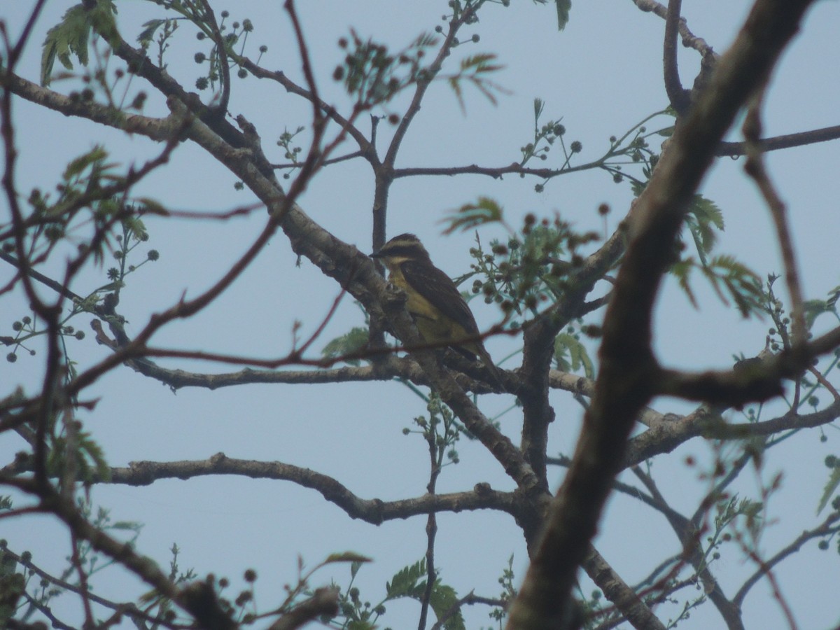 Piratic Flycatcher - ML636703418