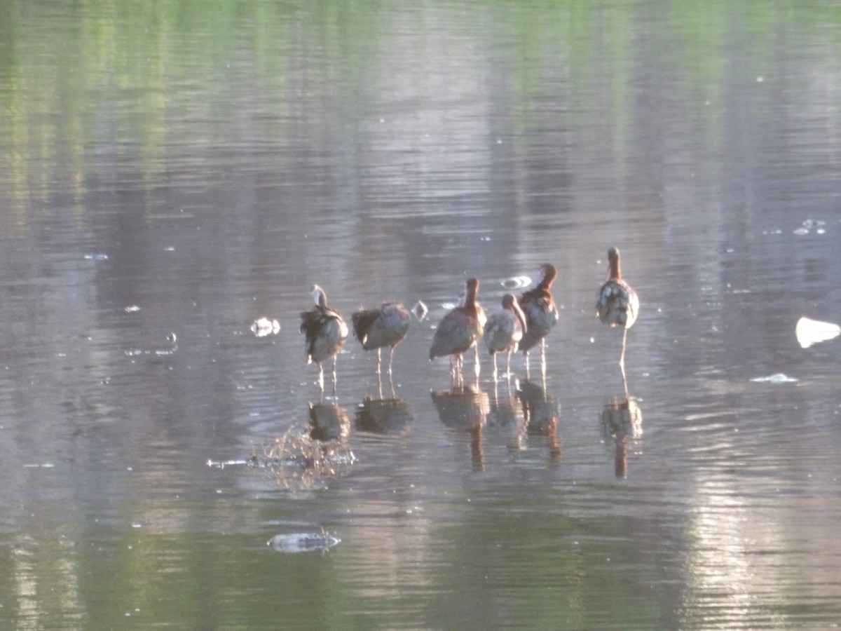 White-faced Ibis - Josh Emms