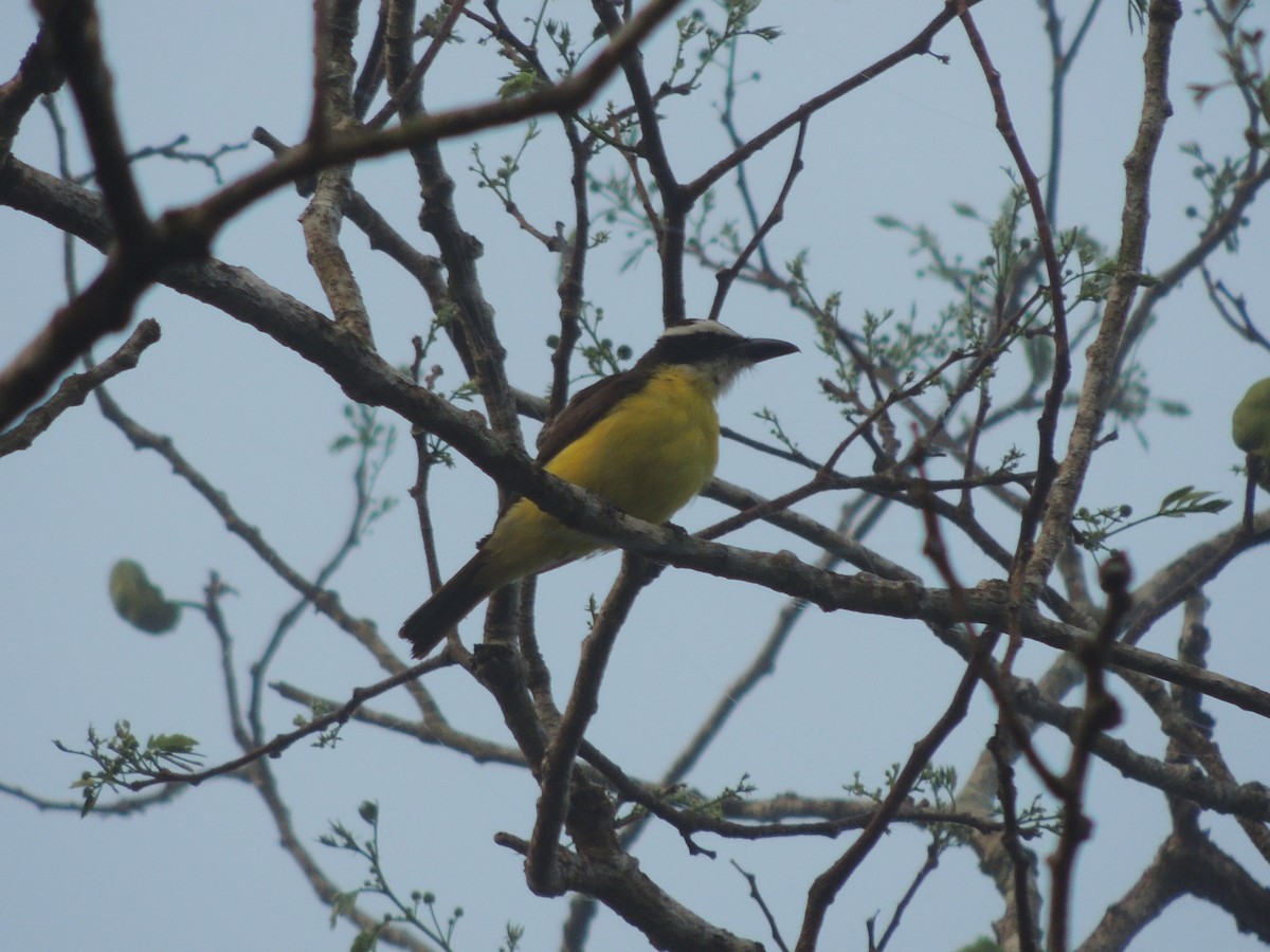Boat-billed Flycatcher - ML636703484