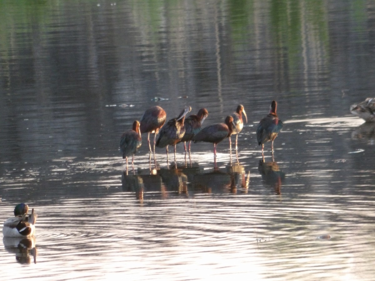 White-faced Ibis - Josh Emms