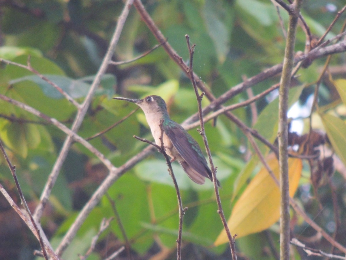 Wedge-tailed Sabrewing - ML636703506