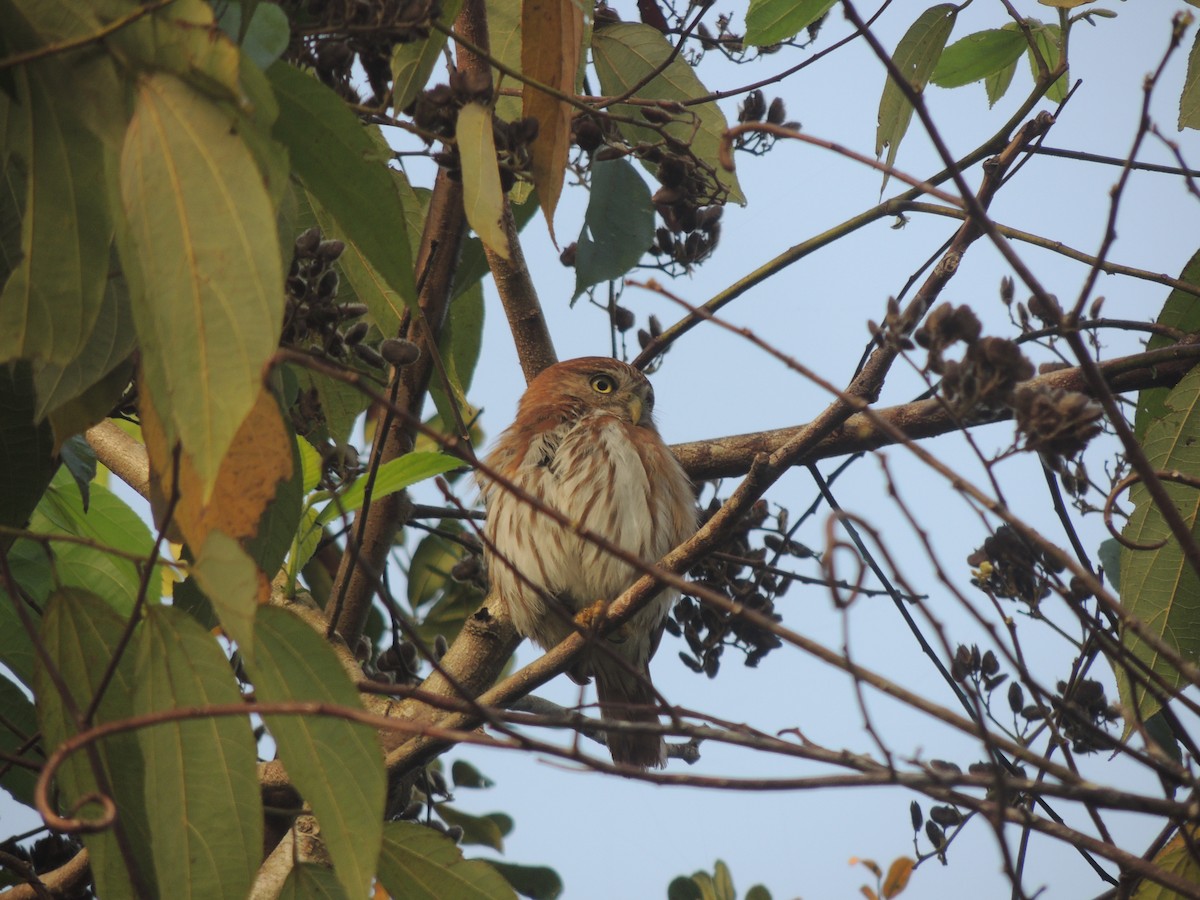 Ferruginous Pygmy-Owl - ML636703511