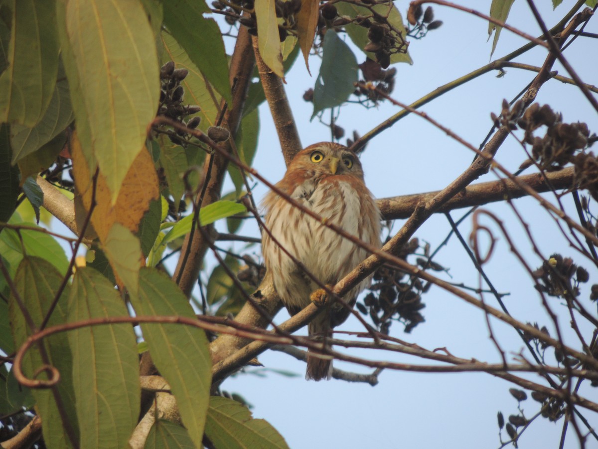 Ferruginous Pygmy-Owl - ML636703516
