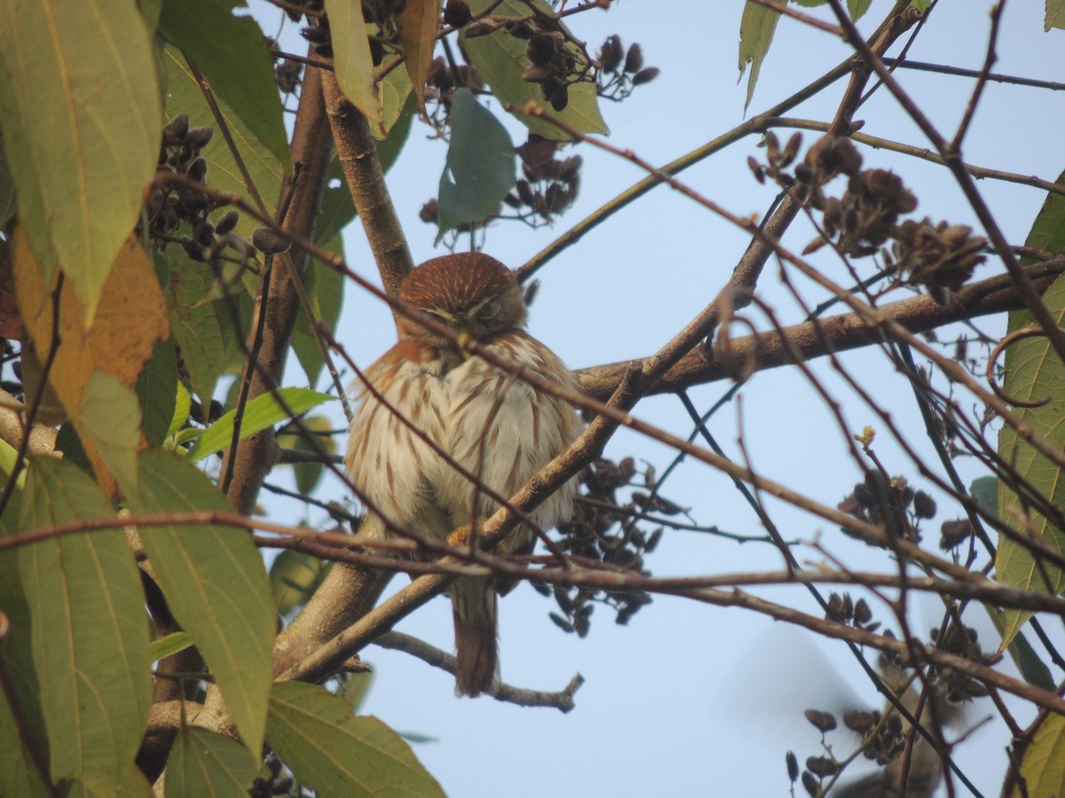 Ferruginous Pygmy-Owl - ML636703521