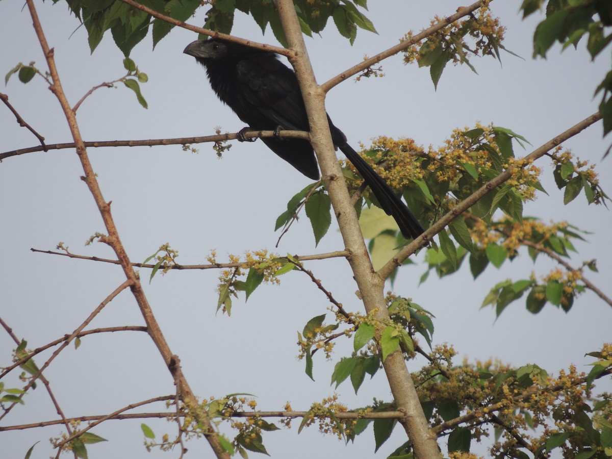 Groove-billed Ani - ML636703524