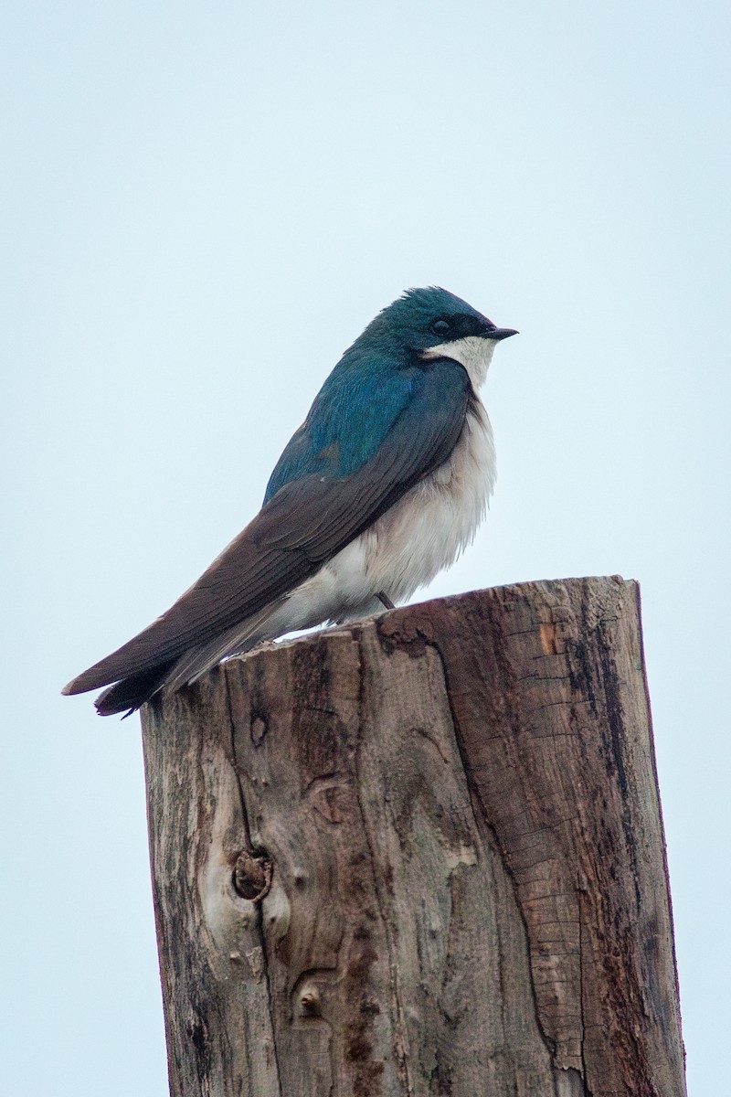 Tree Swallow - ML636703538