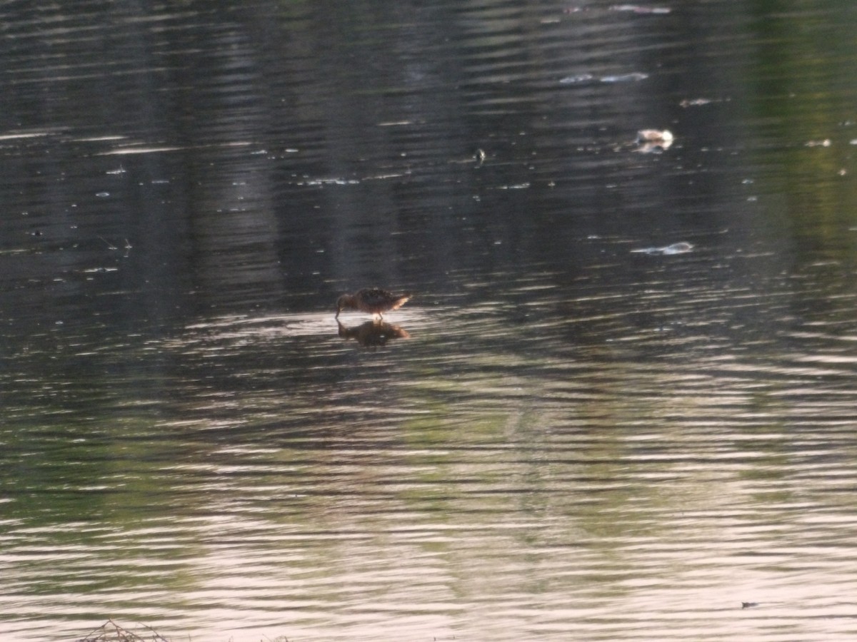 Long-billed Dowitcher - Josh Emms
