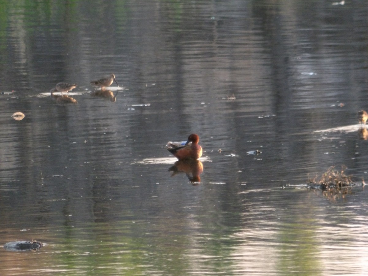 Cinnamon Teal - Josh Emms