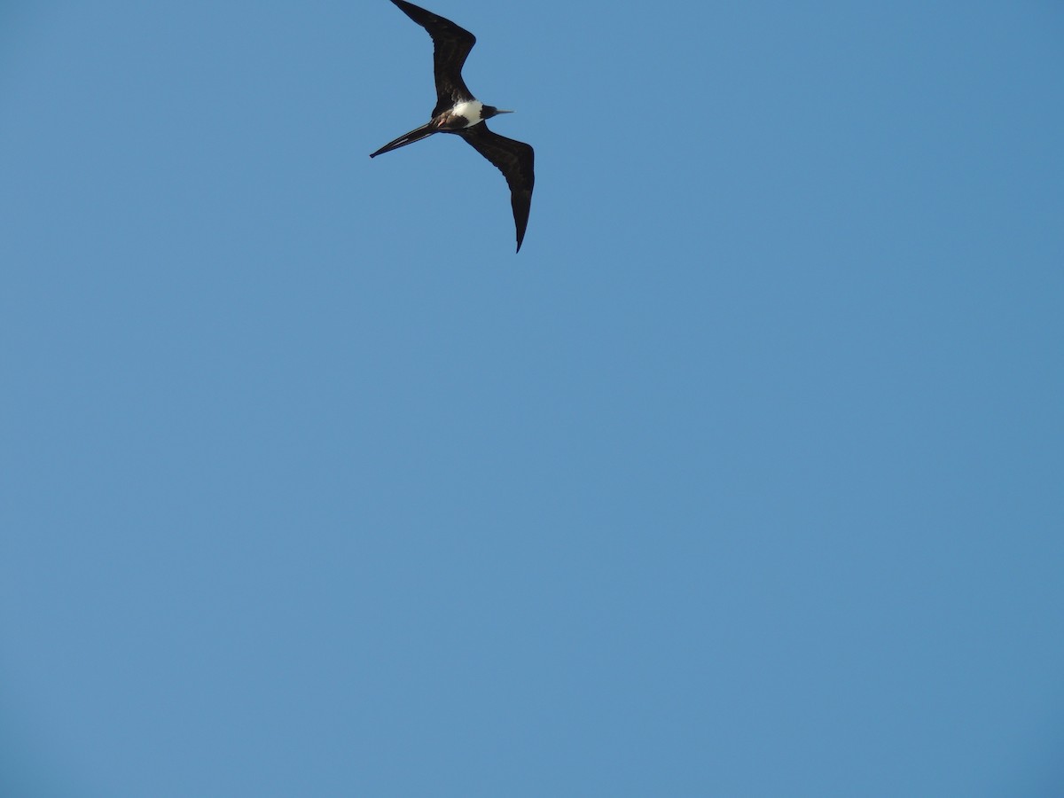 Magnificent Frigatebird - ML636703563