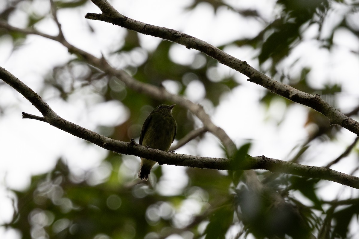 Mavi Tepeli Manakin [coronata grubu] - ML636703567