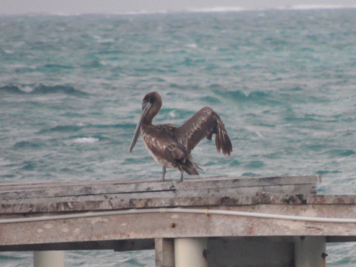 Brown Pelican - ML636703570
