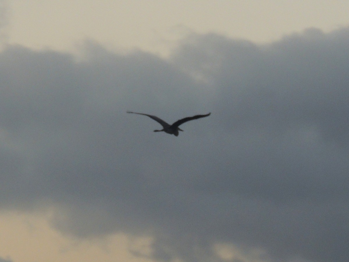 Great Blue Heron - ML636703574