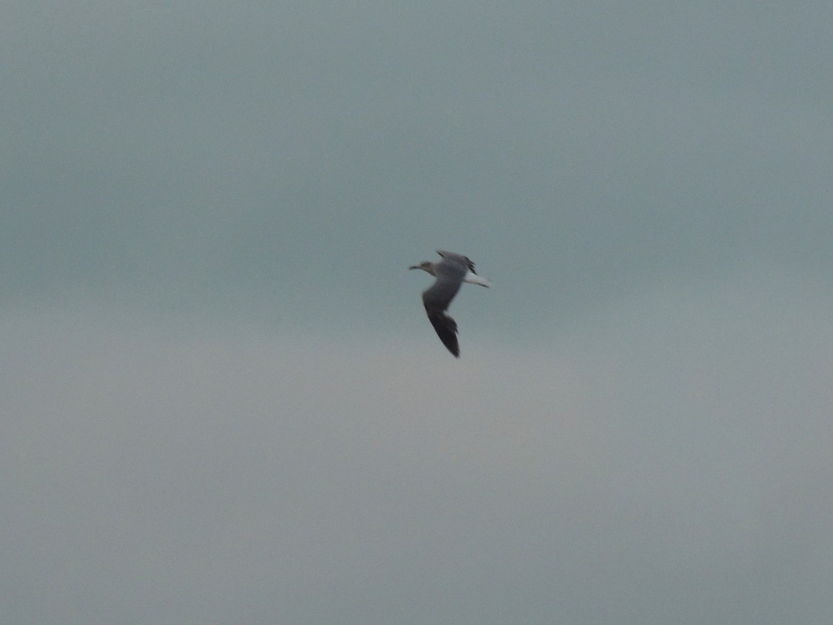 Laughing Gull - ML636703580