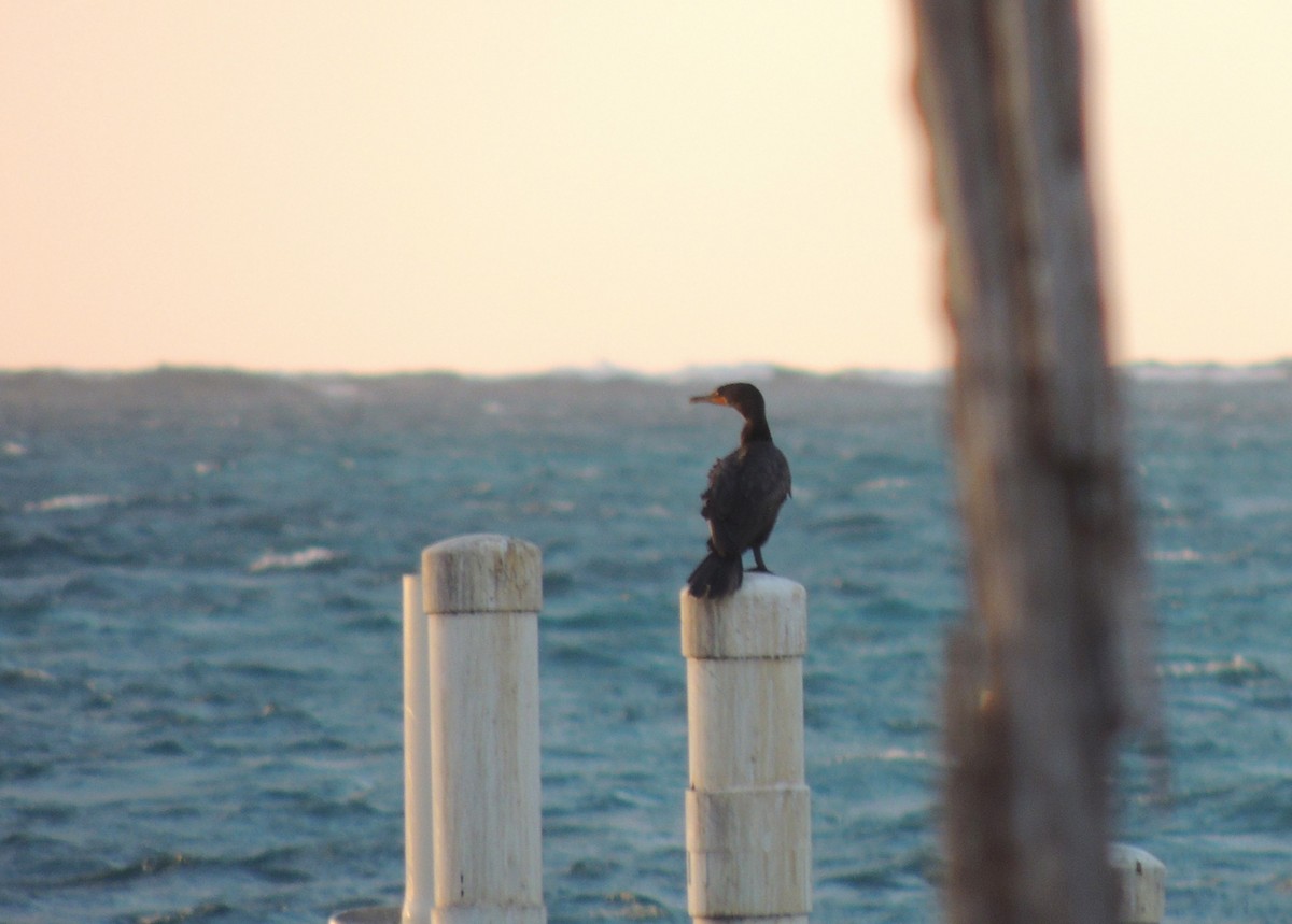 Double-crested Cormorant - ML636703583