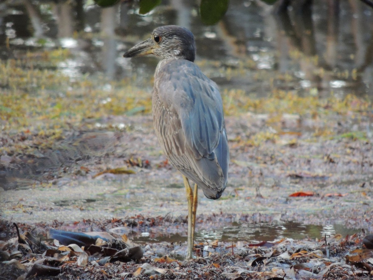 Yellow-crowned Night Heron - ML636703595