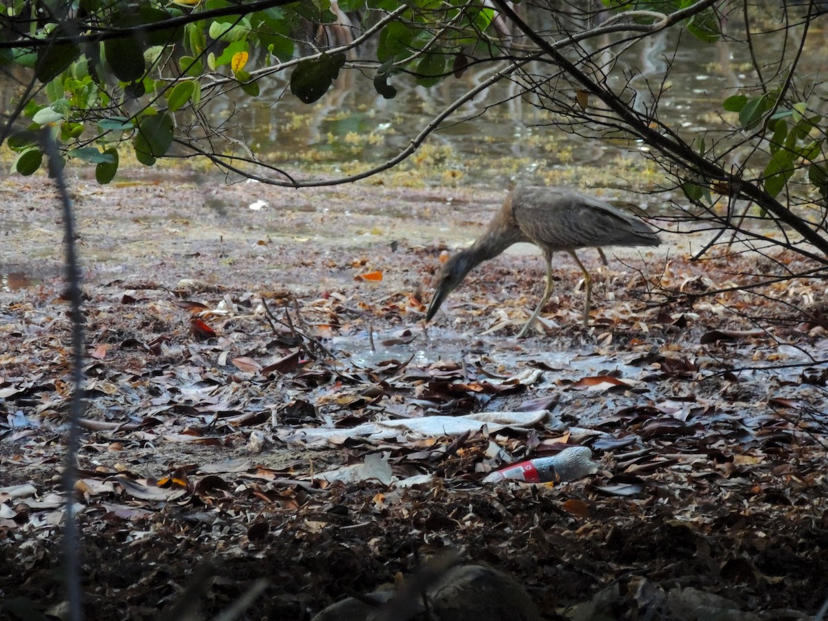 Yellow-crowned Night Heron - ML636703599