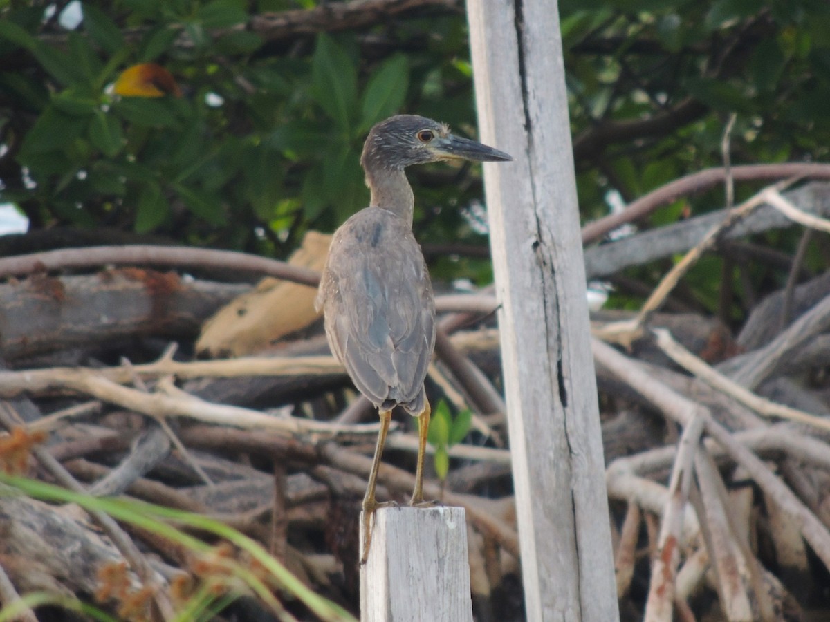 Yellow-crowned Night Heron - ML636703616