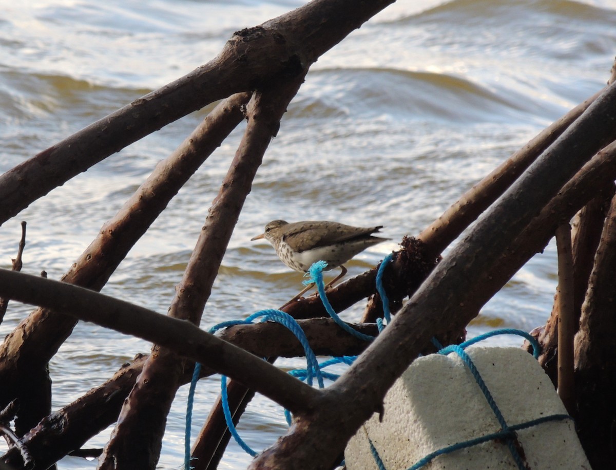 Spotted Sandpiper - ML636703624