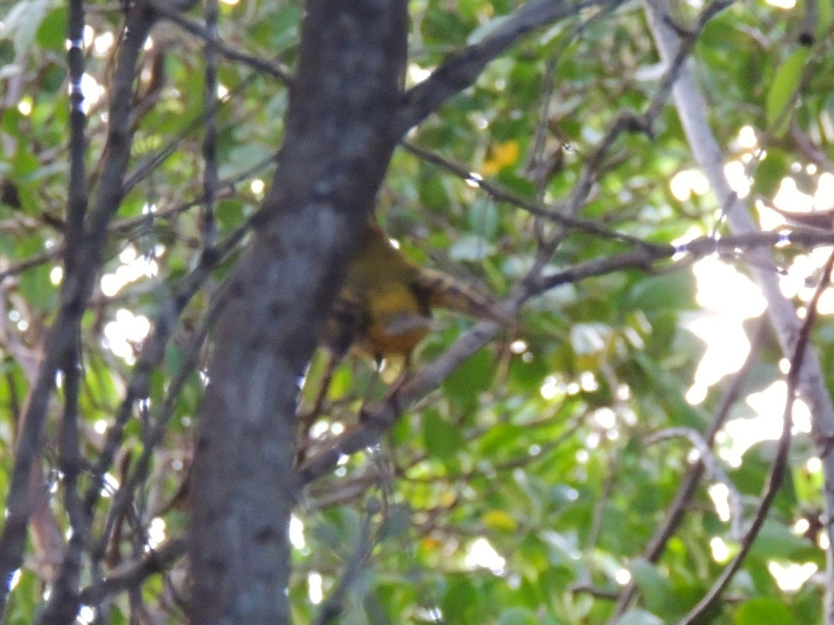 Mangrove Yellow Warbler - ML636703631