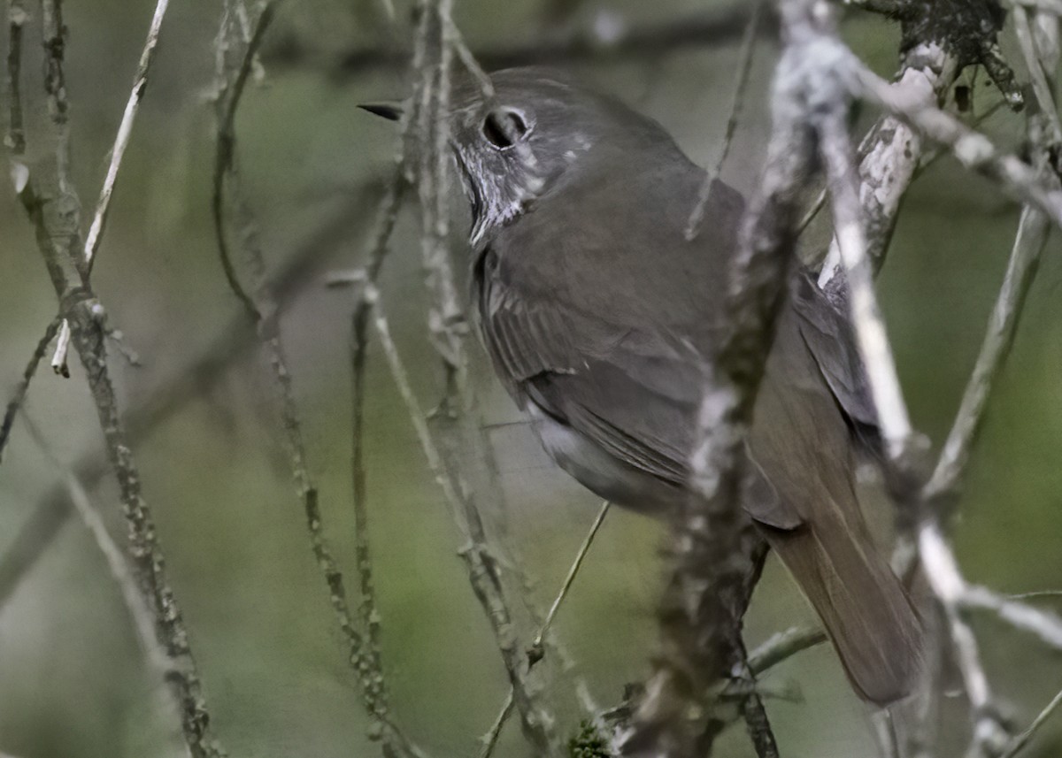 Hermit Thrush - ML636703632