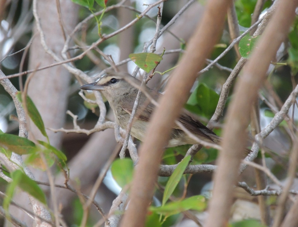 Yucatan Vireo - ML636703634