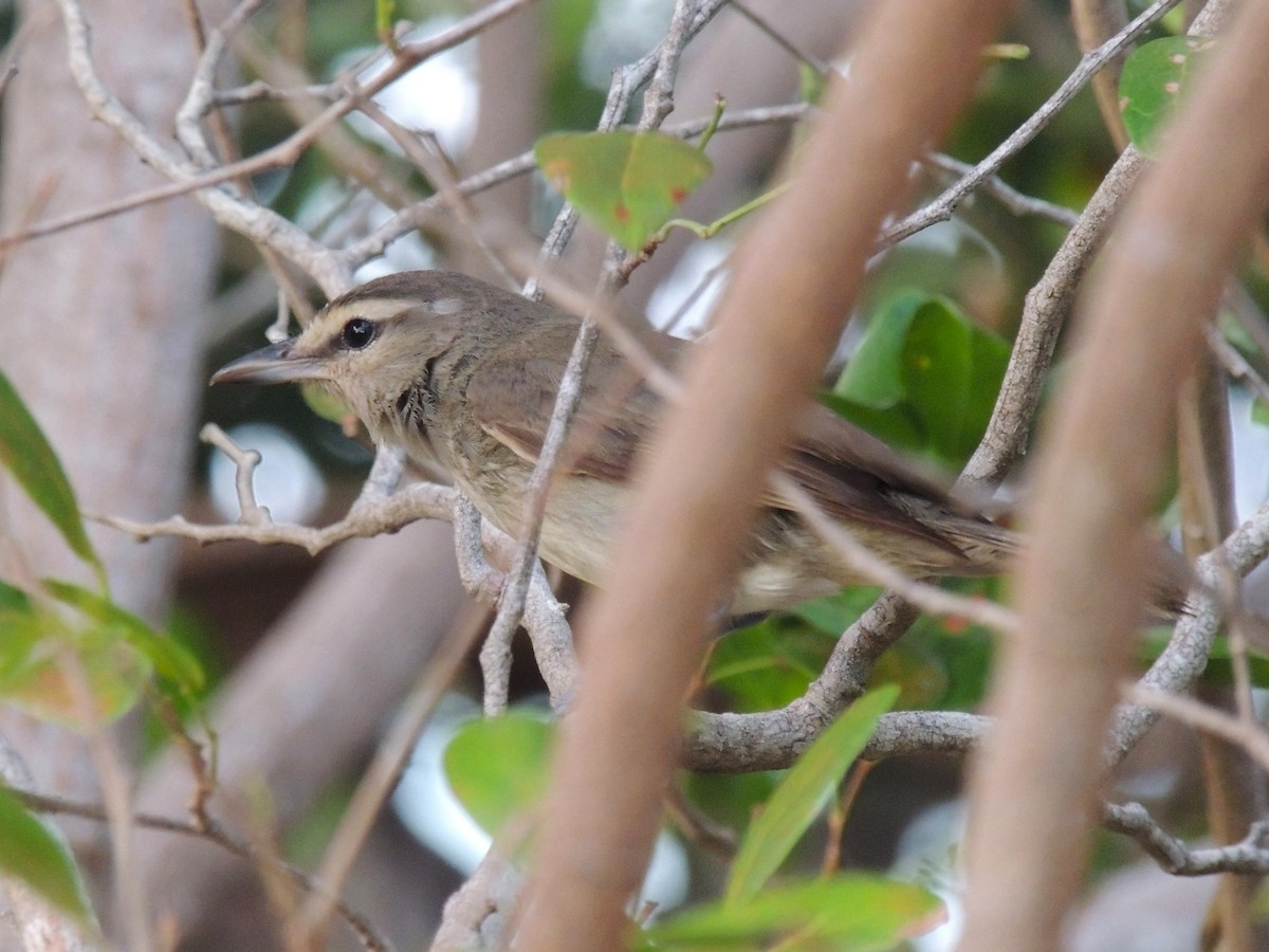 Yucatan Vireo - ML636703638