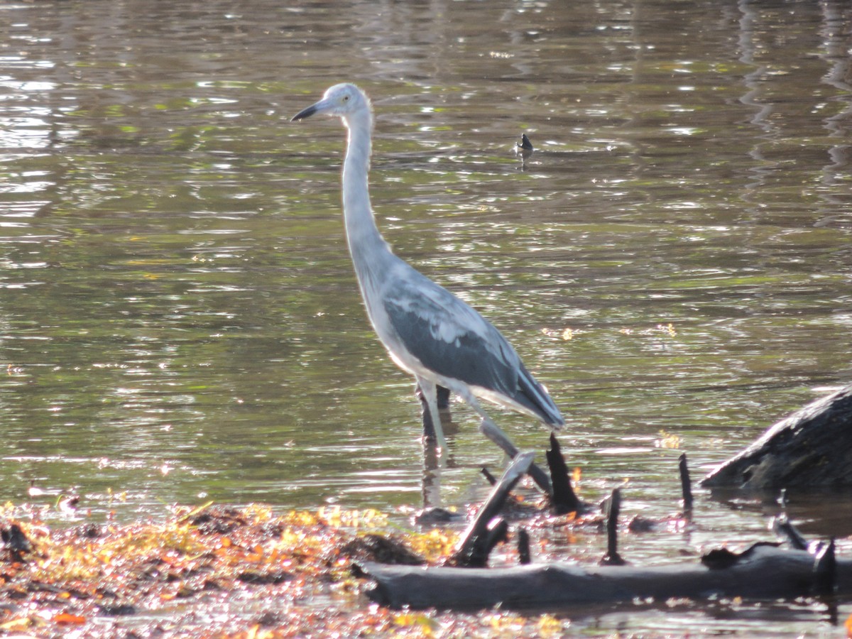 Little Blue Heron - ML636703644