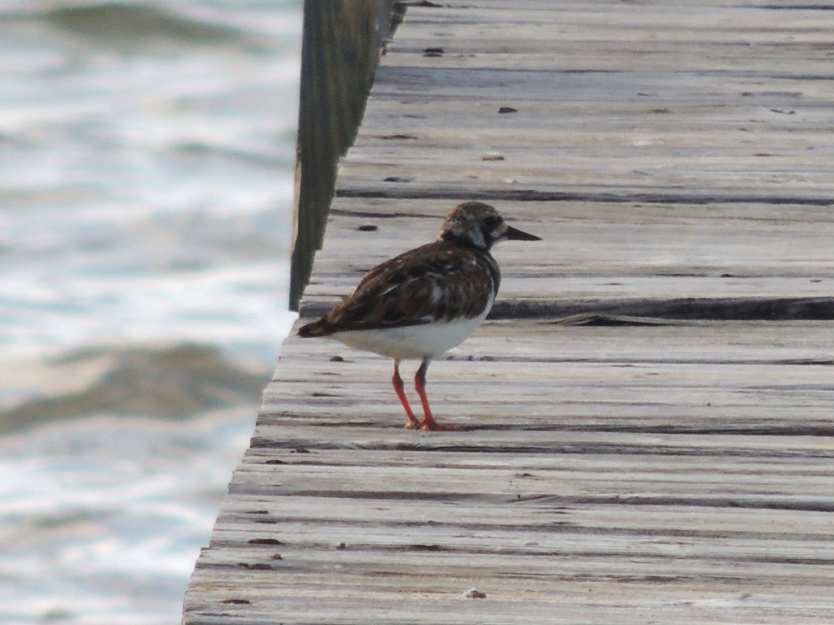 Ruddy Turnstone - ML636703652