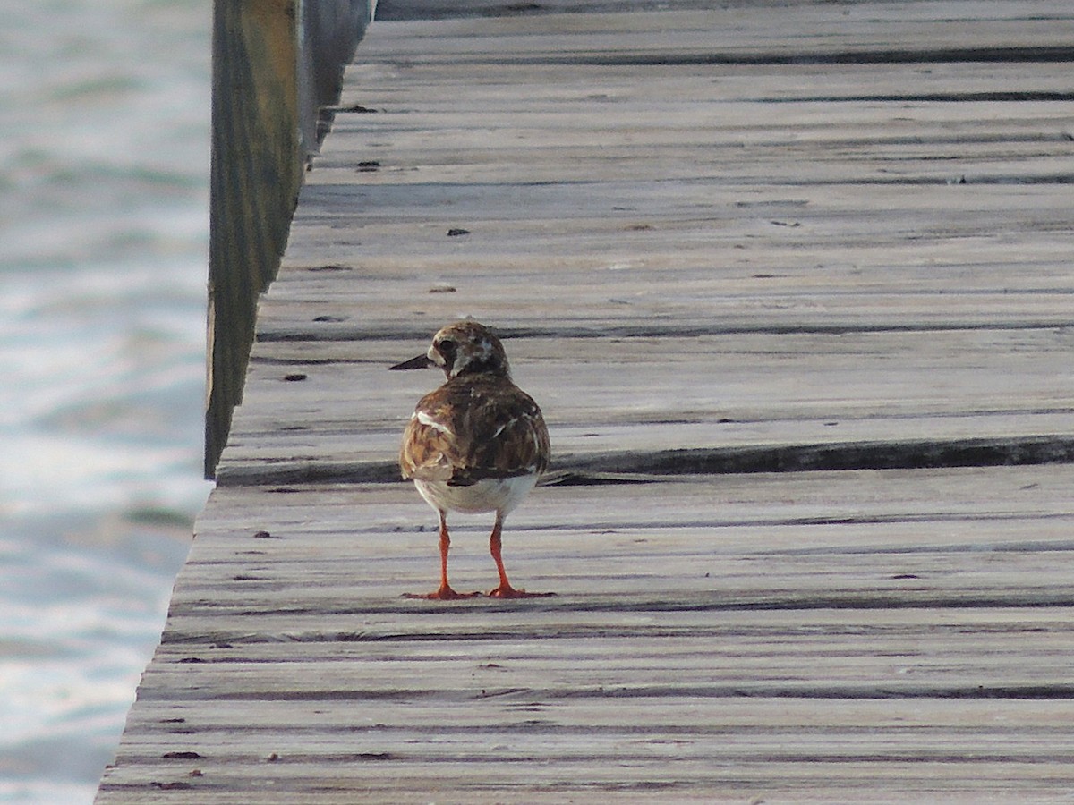 Ruddy Turnstone - ML636703653