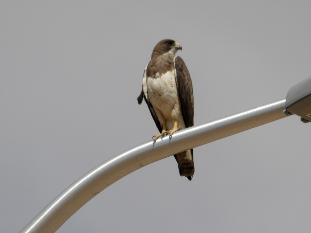Swainson's Hawk - Josh Emms