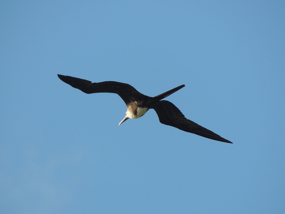 Magnificent Frigatebird - ML636703656