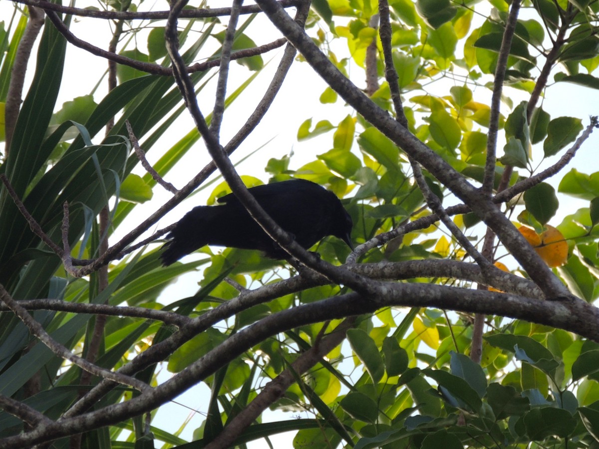 Black Catbird - ML636703662