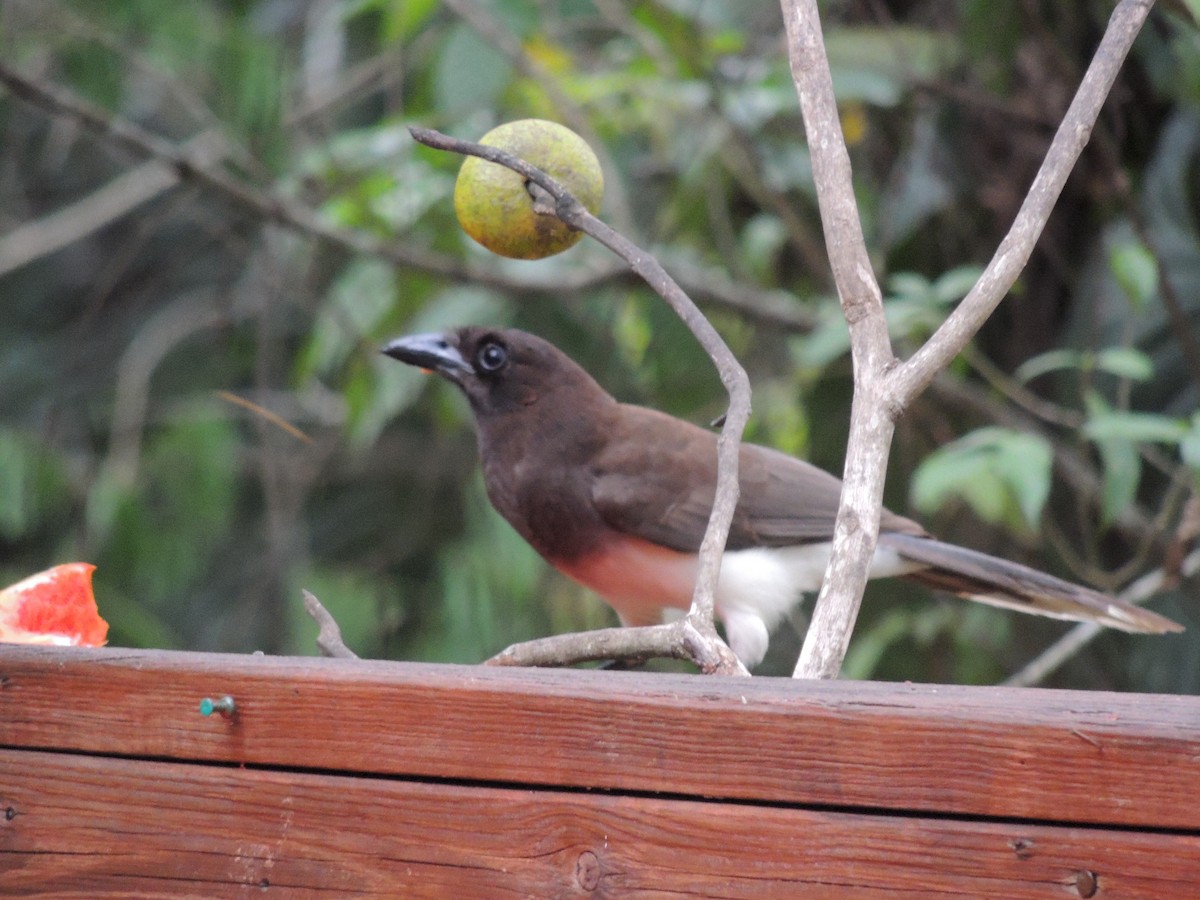 Brown Jay - ML636703703