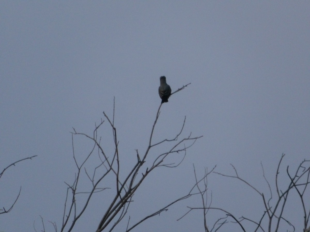 Ash-throated Flycatcher - Josh Emms