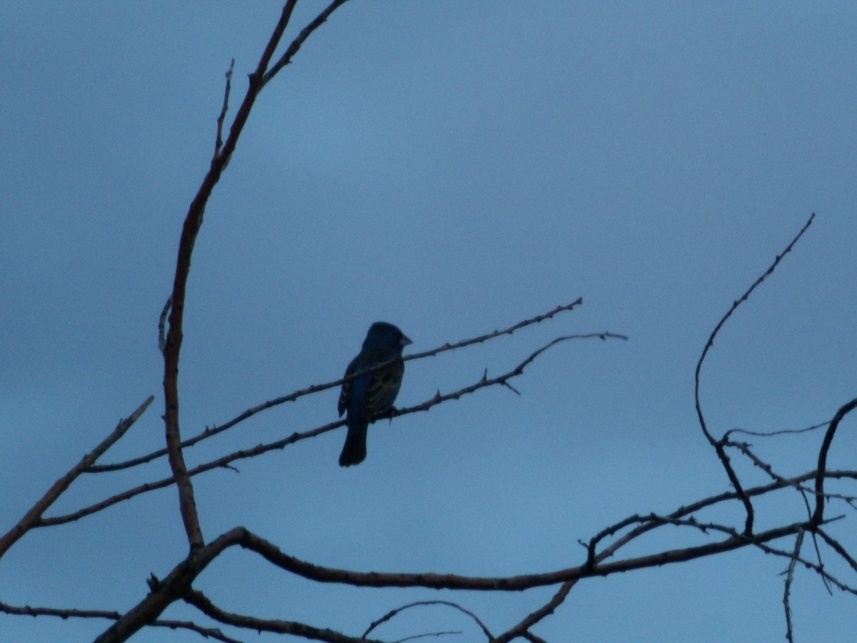 Blue Grosbeak - Josh Emms