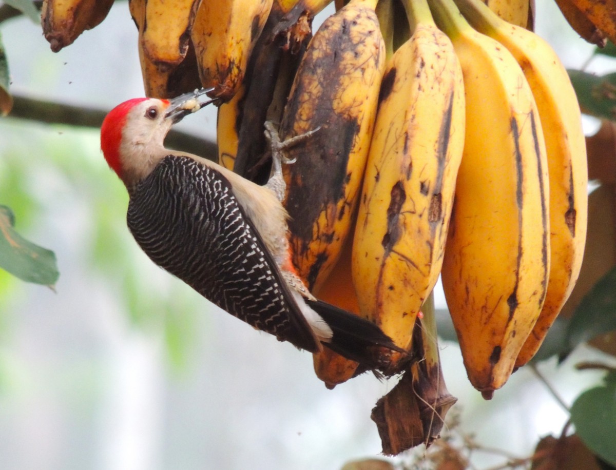 Golden-fronted Woodpecker - ML636703742