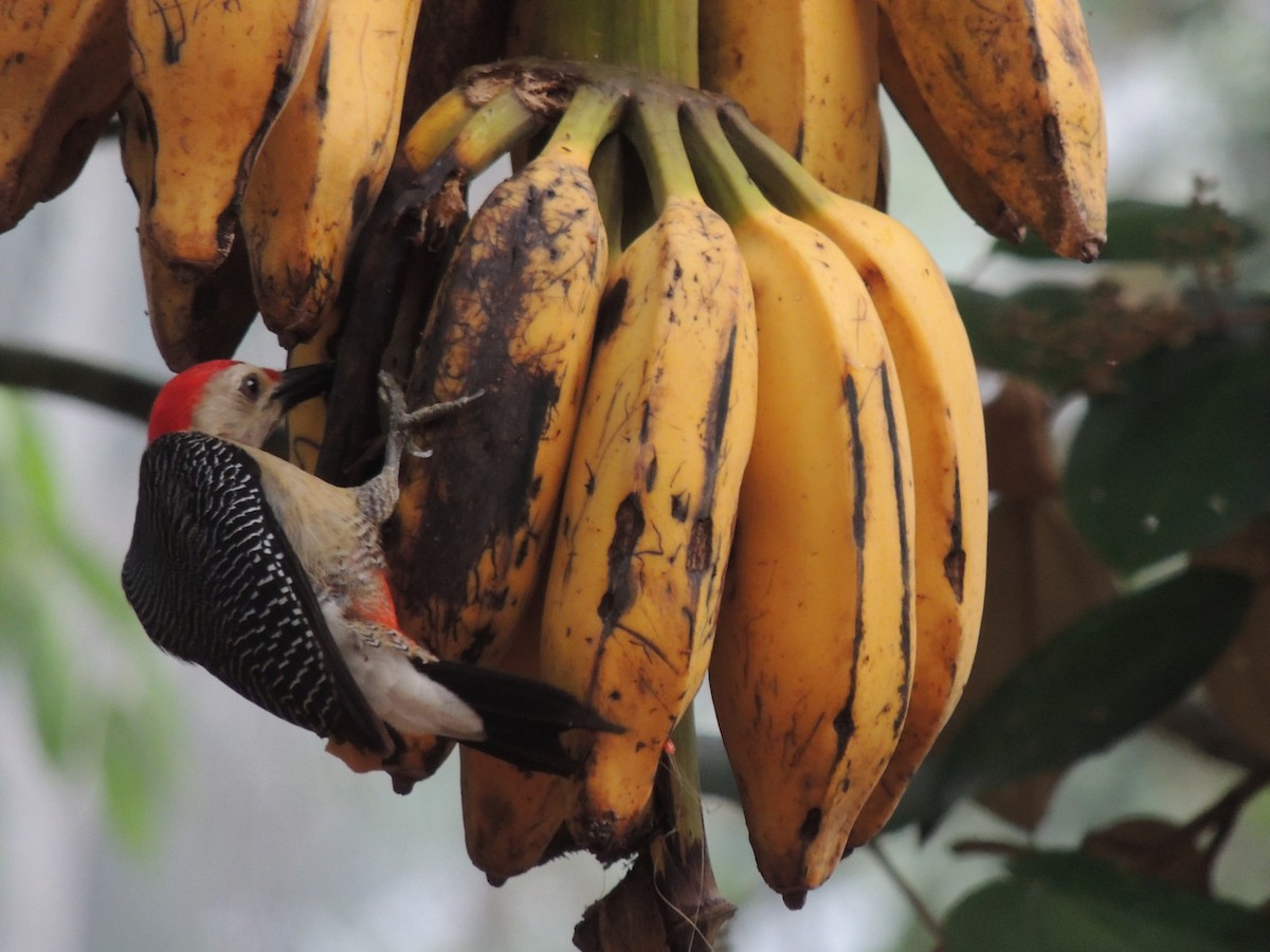 Golden-fronted Woodpecker - ML636703743