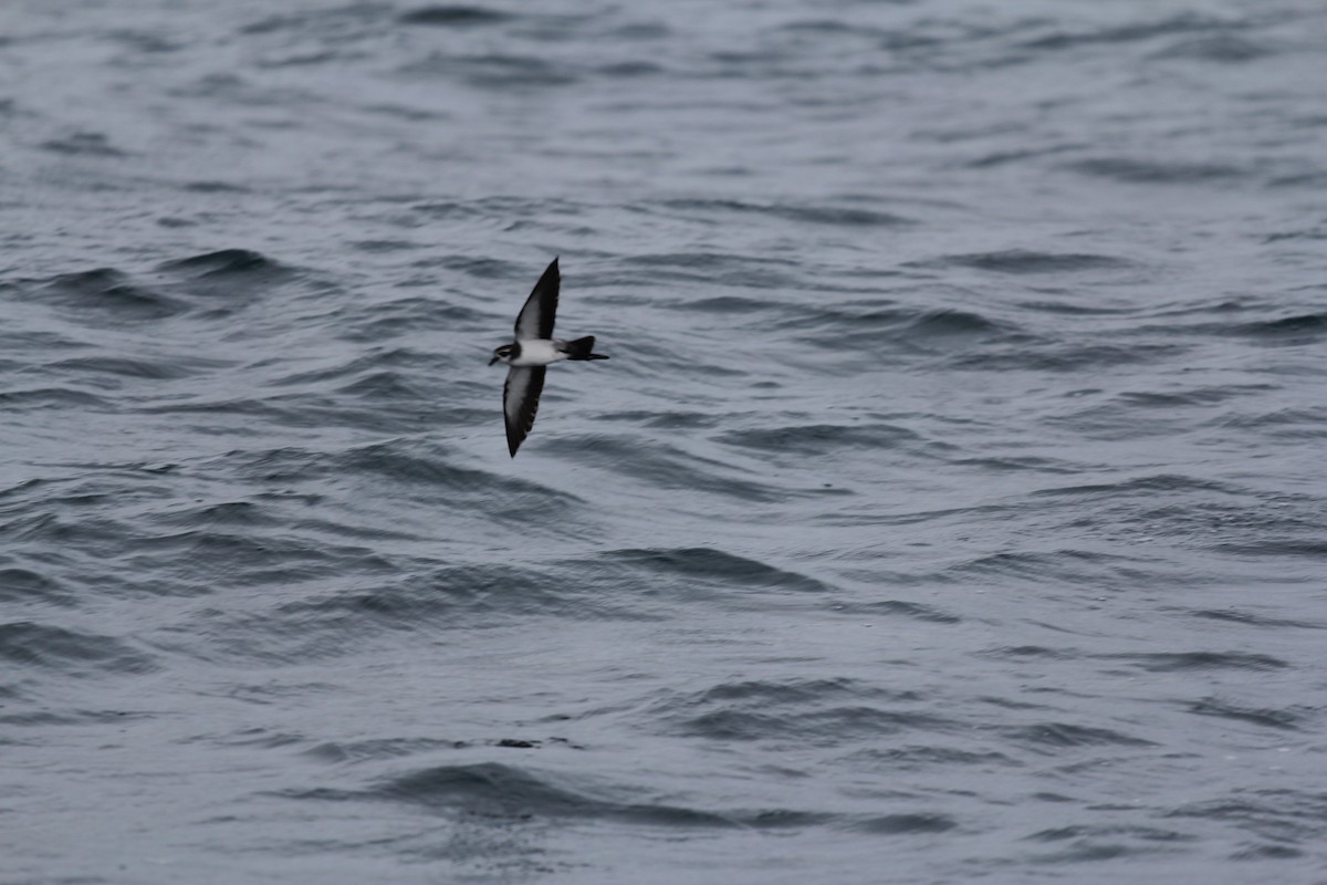 White-faced Storm-Petrel - ML636703761