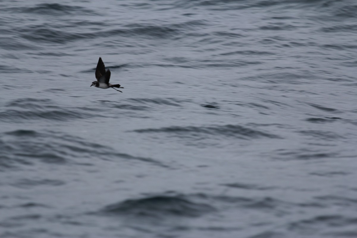 White-faced Storm-Petrel - ML636703762
