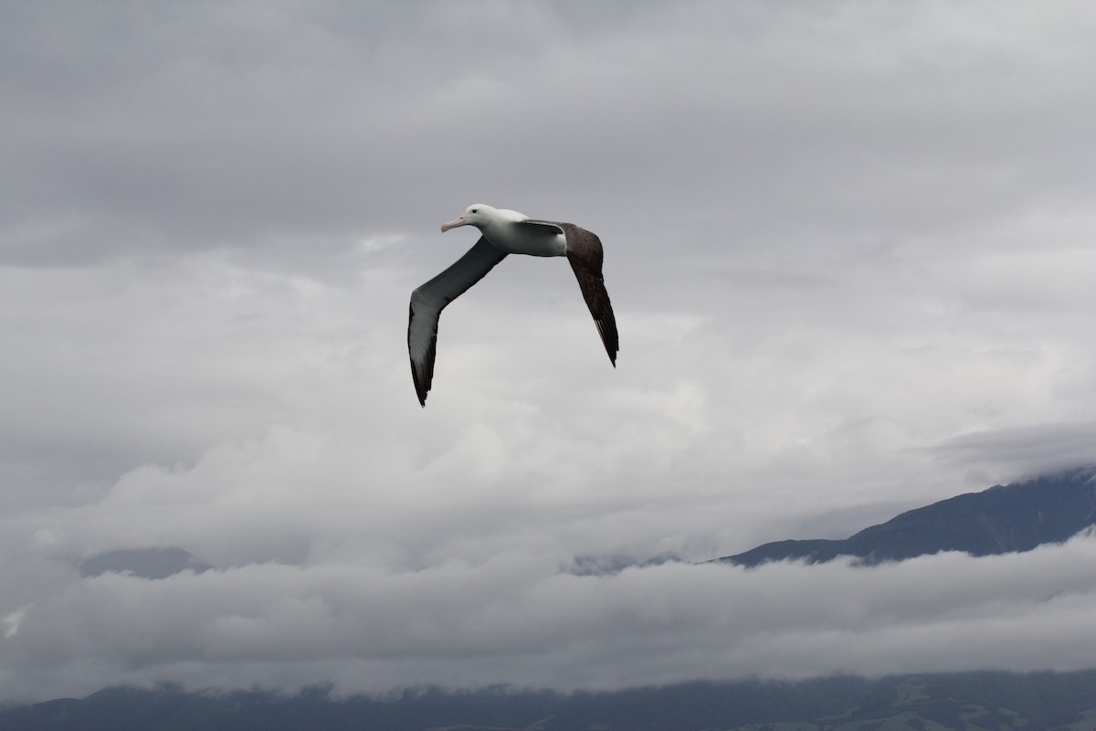 Southern Royal Albatross - ML636703825